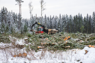 Clearcutting area with a forwarder