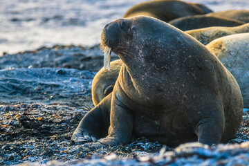 Walrus on a beach in the arctic