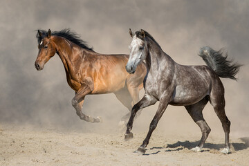 Obraz na płótnie Canvas Couple horse run