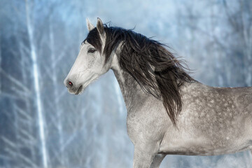 White horse with long black mane run