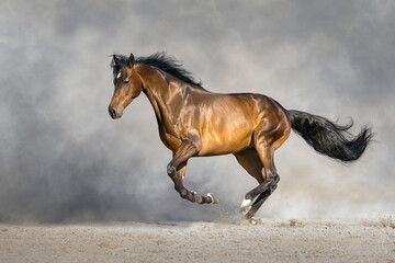 Bay horse free run in desert