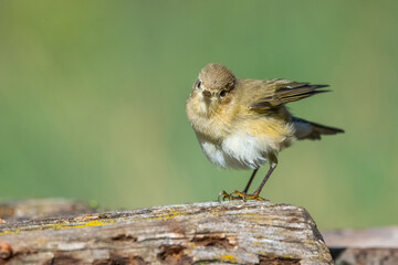 sparrow on a fence