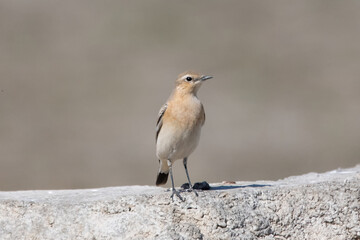 robin on snow