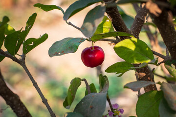 Red apples hanging from the apple tree