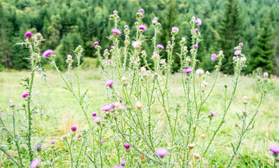 Bull thistle medicinal plant, wild plant.