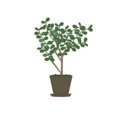 Tolstyanka is a money tree, a potted houseplant.