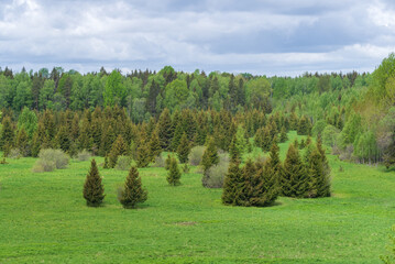 Obraz premium Spring landscape with the green meadow in the middle of forest with fir trees on cloudy spring day
