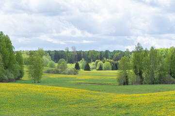Spring landscape with green and yellow blooming fields and hills among forest on cloudy day