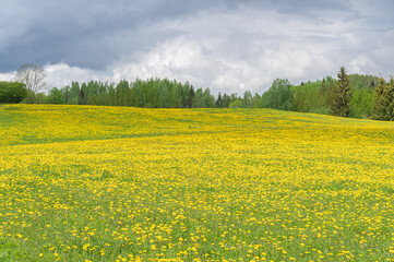 Spring landscape with green and yellow blooming fields and hills on cloudy day. Forest in background on the horizon
