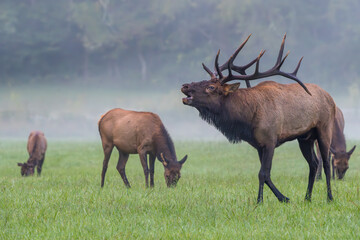 Bull Elk Bugling in the mist