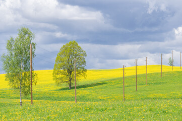 Spring landscape with old wooden electricity poles on green and yellow blooming fields and hills 