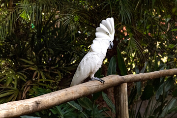 cacatua