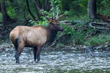 Elk Bull Crossing a River