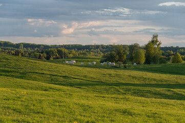 Charolais cattle in the green pasture in the spring evening
