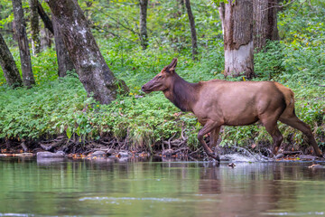 Elk Cow Crossing a River