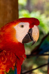 parrot © Fabio