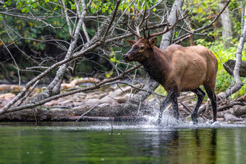 Elk Bull Crossing a River