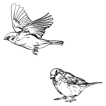 Hand drawn of an sparrow, sketch. Vector illustration of birds isolated on white background.