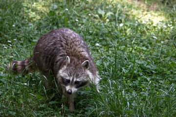 Raton laveur dans l'herbe vu de face