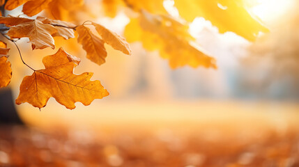 Naklejka na ściany i meble autumn leaves of oak tree in autumn park. fall background with leaves. beautiful autumn landscape
