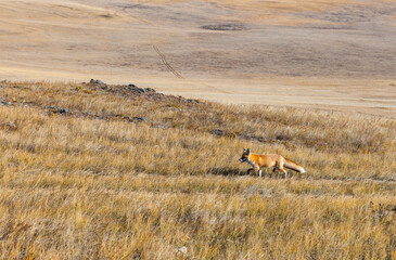 Baikal Lake. Olkhon Island. Cute wild red fox on steppe meadow with yellow grass on a warm October...