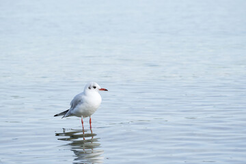 white seagull is standing in shallow water