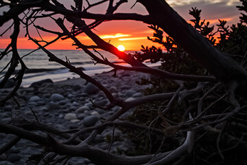 The branches of a dry tree on a sandy and pebble beach are illuminated by the rays of the setting sun.