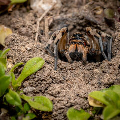 Jumping Spider coming out of nest