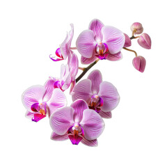 Fototapeta na wymiar Orchid flower isolated on transparent and white background. Png transparent