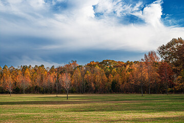 Field of Autumn Trees