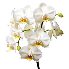 Orchid flower isolated on transparent and white background. Png transparent
