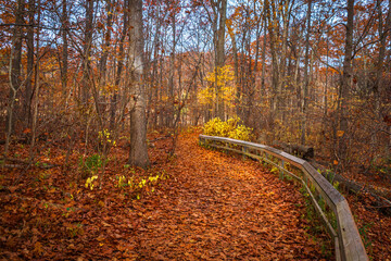 Fototapeta premium Beautiful autumn scene with brightly coloured trees, path in the autumn forest, Canadian fall