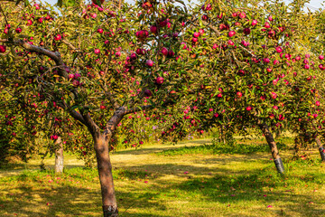 Fototapeta na wymiar organic apples on trees in orchard in fall season, apple orchard