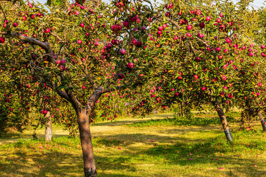  organic apples on trees in orchard in fall season, apple orchard