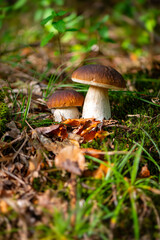 Pair of cep, penny bun or porcino (Boletus edulis) is a basidiomycete fungus. Macro close up of delicious edible big mushroom fruit bodies with brown cap and white tubes in autumn forest in Sauerland.