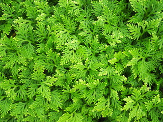 Selaginella kraussiana (Trailing Selaginella) is a ground cover plant, often planted under trees or areas with high shade and humidity. Scientific name: Selaginella spp. (Type: Fern) under the leaves 