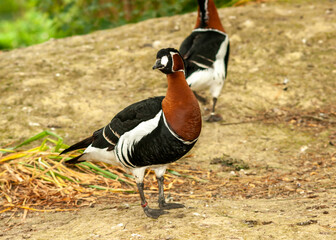 Red-throated Goose (Branta ruficollis)