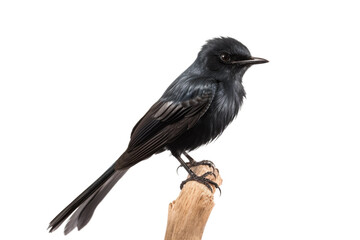 Drongo isolated on transparent background, Generative Ai