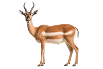 Photo sur Plexiglas Antilope Gazelle isolated on transparent background, Generative Ai