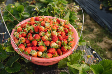 Harvest strawberry fruits  in spring garden
