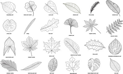 Hand drawn vector Illustration big set of different leaves Isolated on White Background
