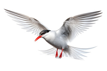Tern isolated on transparent background, Generative Ai