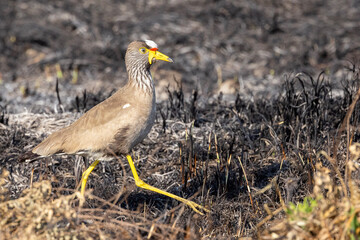 African Wattled Lapwing (Vanellus senegallus) (Lelkiewiet) in Marievale Bird Sanctuary