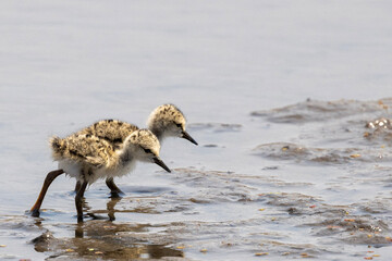 Beautiful tiny Black-winged Stilt chicks (Rooipootelsie) at Marievale Bird Sanctuary
