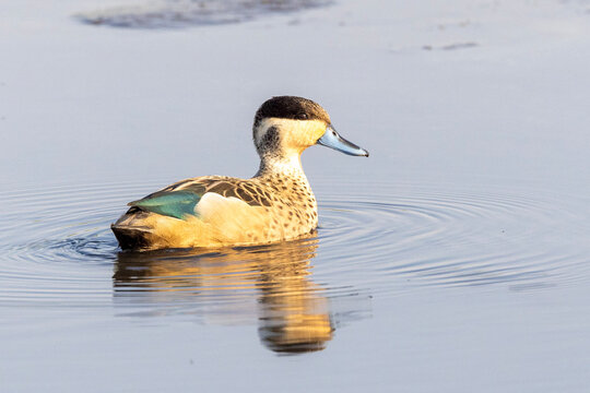 Blue-billed Teal (Gevlekte Eend) in Marievale Bird Sanctuary