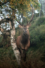 Red deer stag - Cervus Elaphus - standing near a birch tree in a foggy autum environment, Italian Alps, Monvio natural Park.