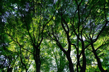 緑の木々