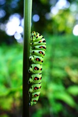 キアゲハの幼虫