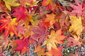 bunte Ahornblätter als Herbstdekoration