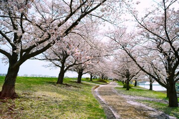 桜並木